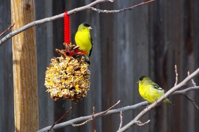 Creative Readers: Polk County Conservation program- For the Birds