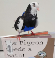 Ozzie the Thera-pigeon