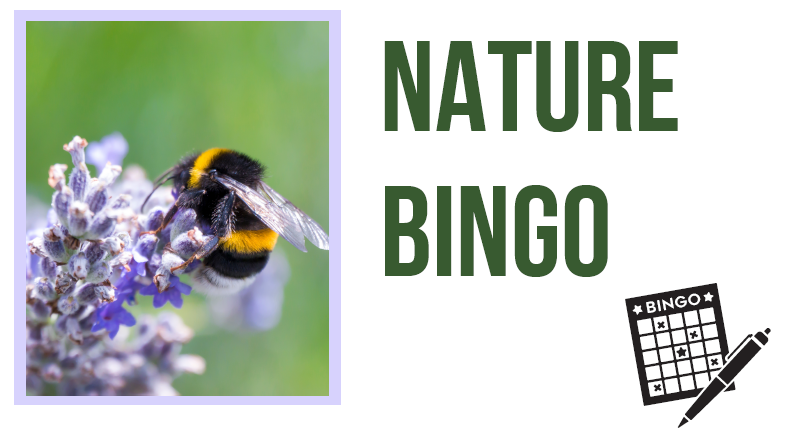photograph of a bee on a purple flower with text that says Nature Bingo