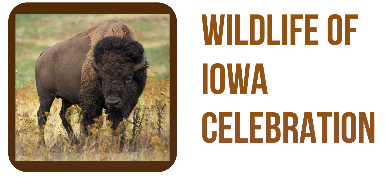 photo of a buffalo with text that says Wildlife of Iowa Celebration