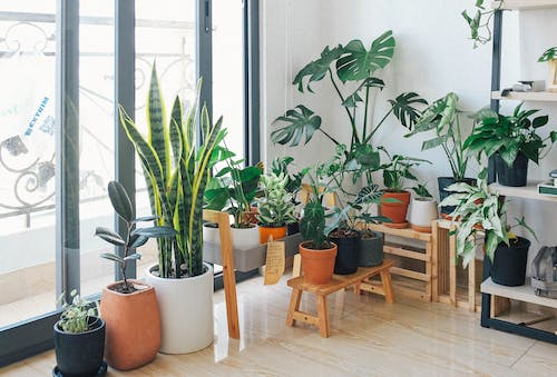 House plants in a living room