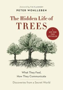 Hidden life of trees