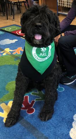 Large black dog wearing a therapy dog bandanna