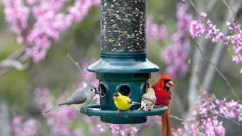 birds eating at a bird feeder