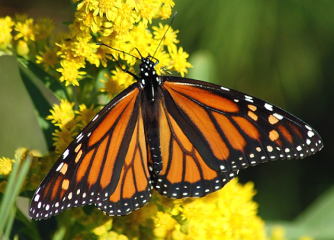 Butterfly with orange and black wings on a yellow flower