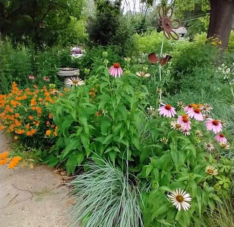 Flowering native prairie plants and grasses