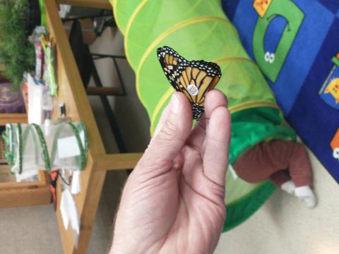 Tagged Monarch Butterfly in hand