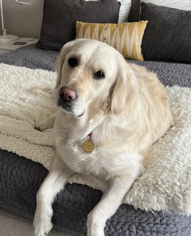 Creative Readers with guest Frankie, the Therapy dog