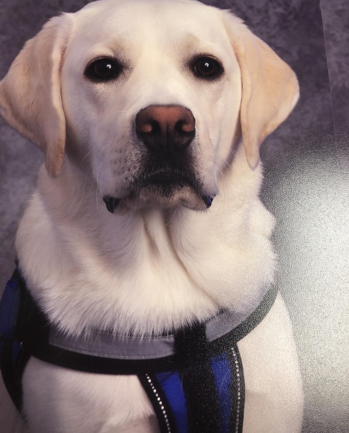 Photo of a yellow lab dog.