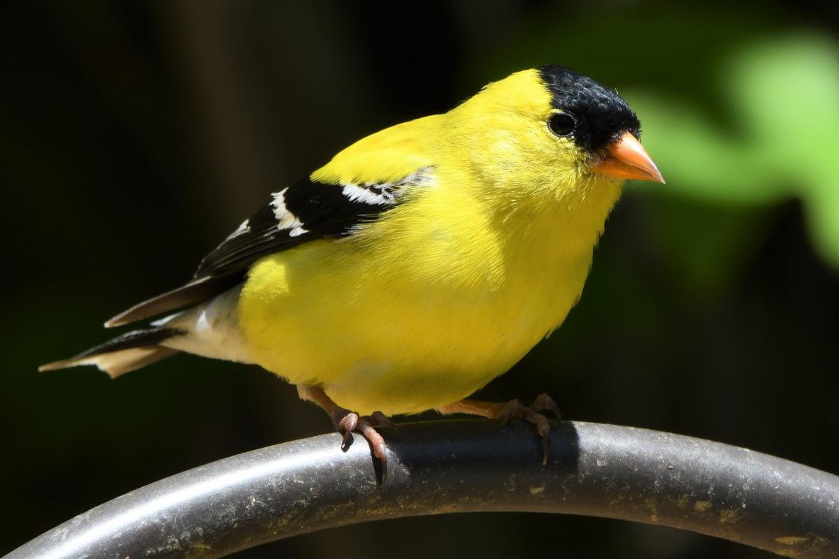 American goldfinch