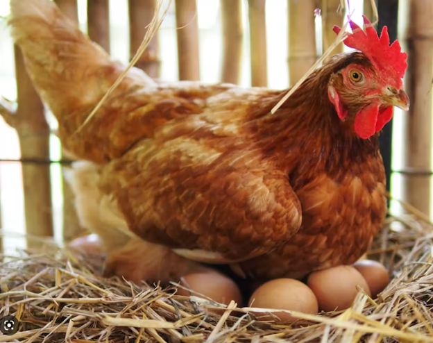 Art Cart-chicken craft