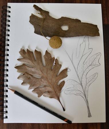 Graphic image of a sketch pad and natural objects,